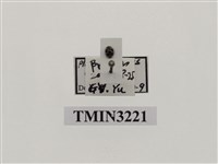 藏品(四斑廣盾瓢蟲)的圖片